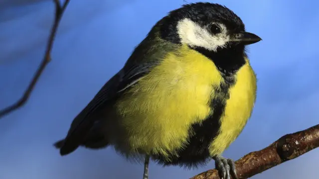 Bird on a tree in Trentham