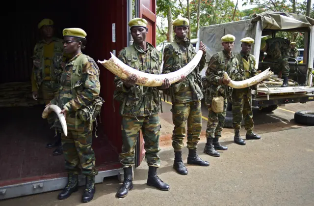 Soldiers move confiscated ivory to secure containers from ivory stockpiles from around Kenya at the Kenya Wildlife Services (KWS) headquarters in Nairobi on April 15, 2016