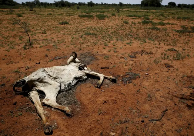 Cow's carcass