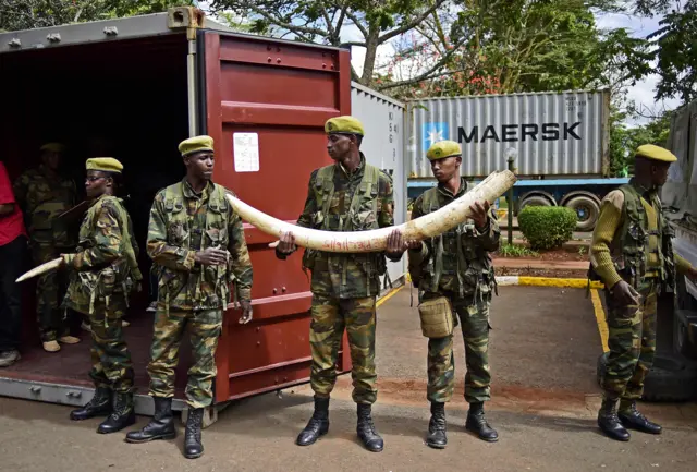 Soldiers move confiscated ivory to secure containers from ivory stockpiles from around Kenya at the Kenya Wildlife Services (KWS) headquarters in Nairobi on April 15, 2016