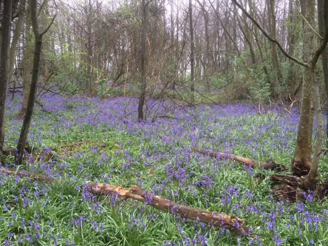 Bluebell woods, Leigh-on-Sea