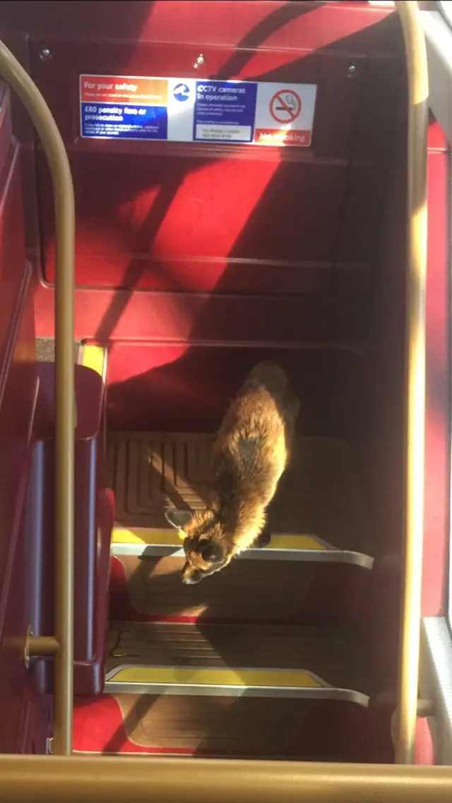 Fox on a bus