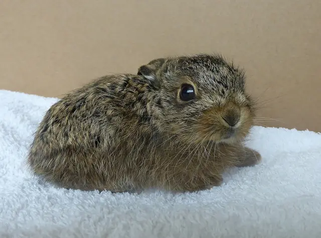 A leveret on a blanket