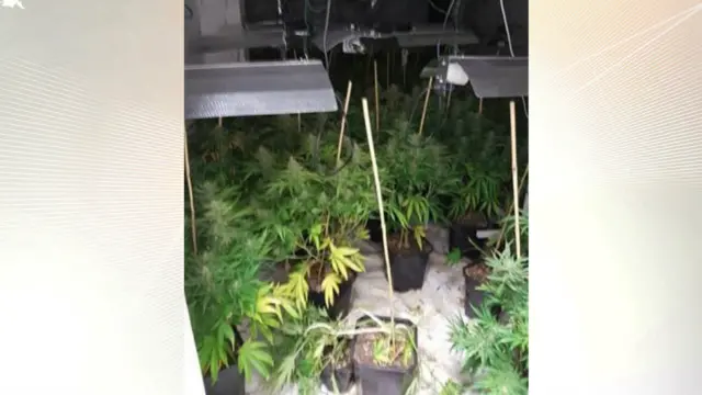 The "cannabis factory" on Atlas Street