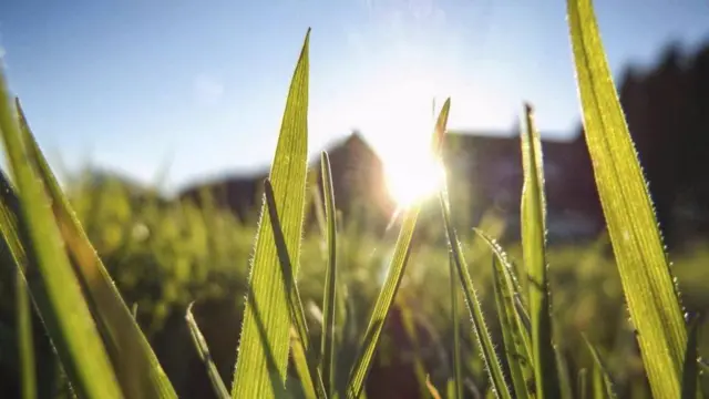 Sun through grass
