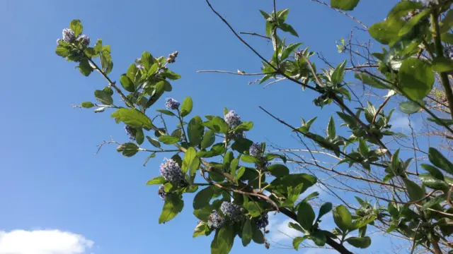 Blossom over blue skies in Ipswich