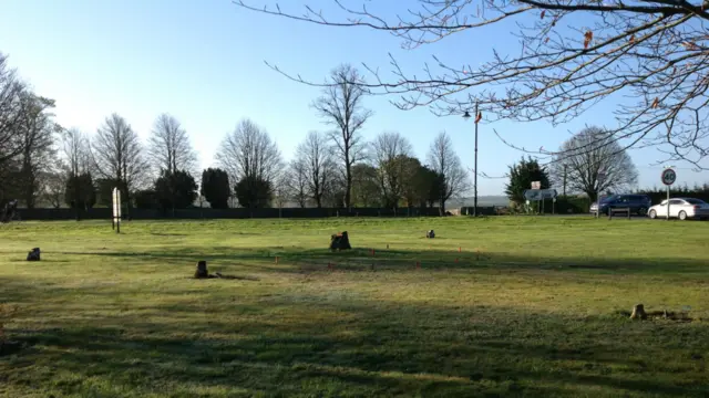 Tree stumps remaining after felling for statue