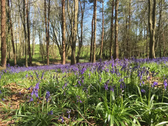 Bluebells in Hitchin