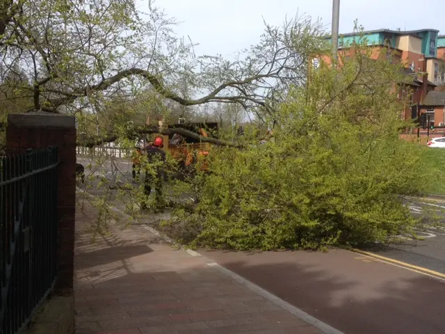 Tree being cut down