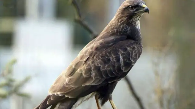 Bird of prey in Tamworth