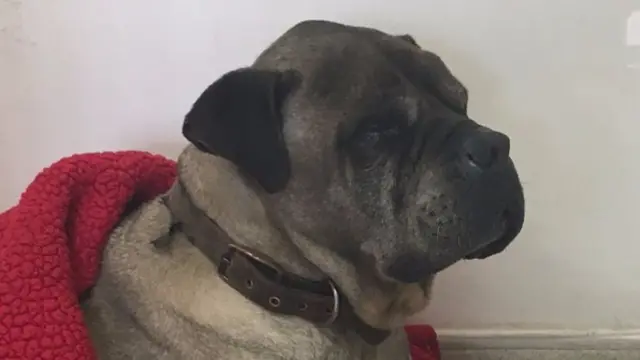 Abandoned dog at the vets