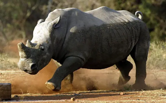 A male white rhinoceros shows off his territury to another male at a game farm in Malelane 30 September 2004