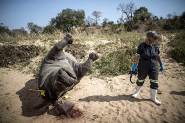 The carcass of a poached and mutilated white rhino lies on the banks of a river as a South African Police Services forensic investigator works on the crime scene on September 12, 2014 at Kruger National Park