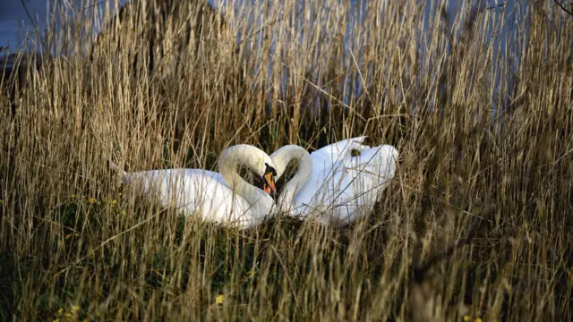 Swans in the Peak District