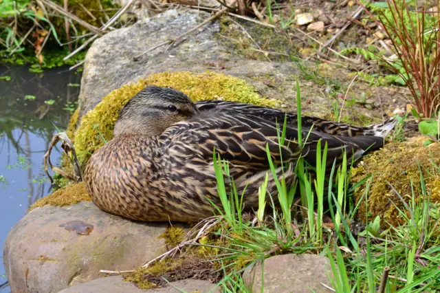 Mallard duck