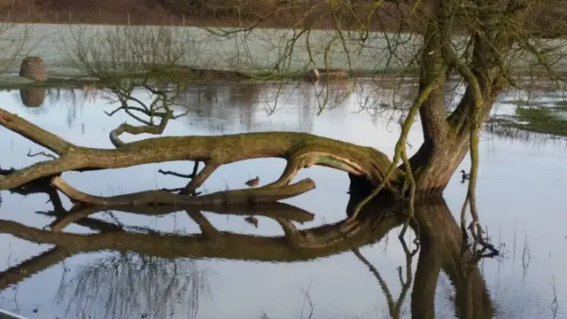 A tree on the waterway