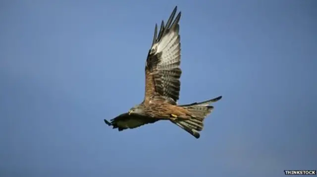 Red kite