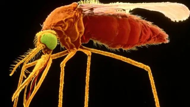 Malaria Parasite