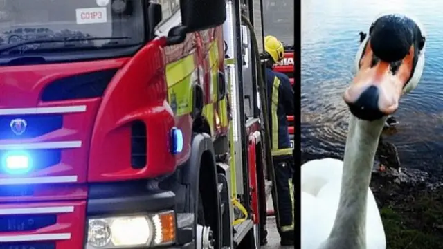 Fire engine and picture of a swan