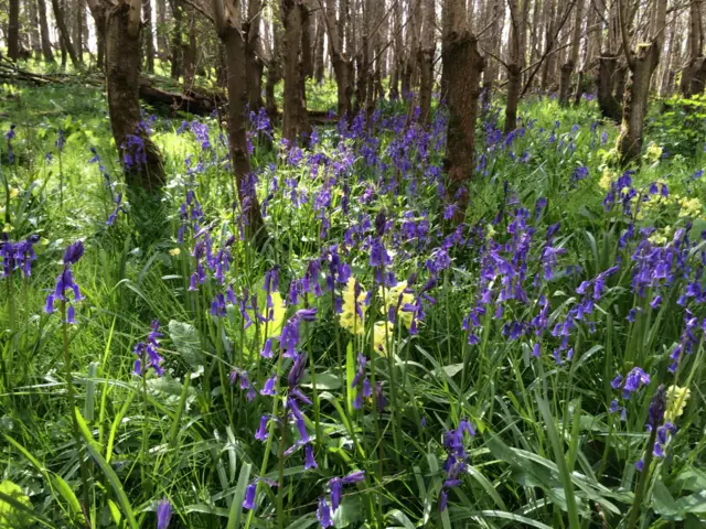 Bluebells and Oxslips in the sunshine.