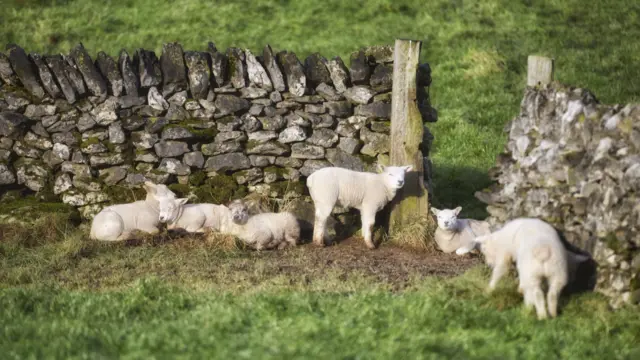 Lambs