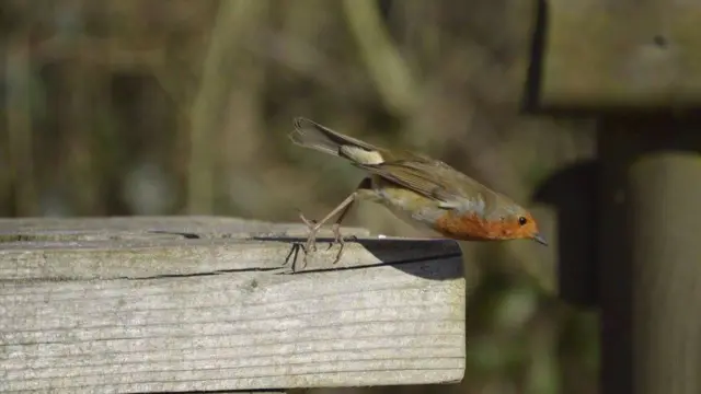 Bird in Tamworth