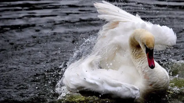 Swan at Westport Lake