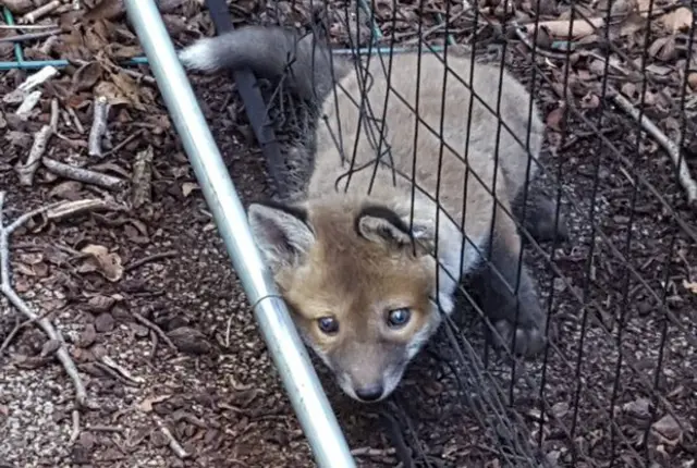 The trapped fox cub