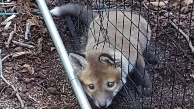 fox cub