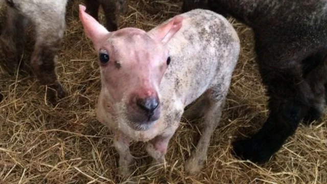 Skippy the lamb