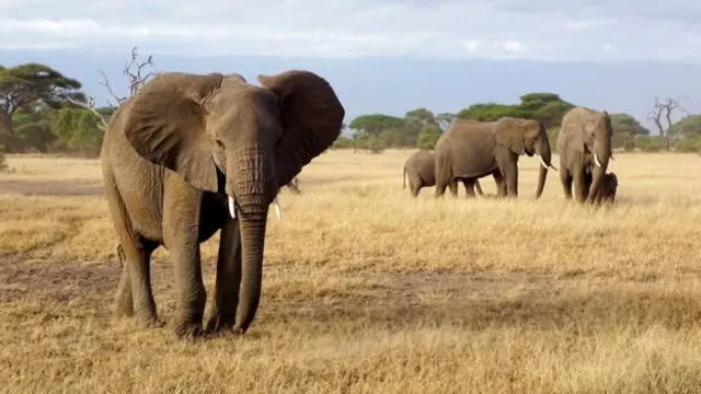 A herd of African elephants