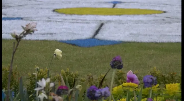Lawn close up