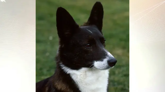 One of the rare British breeds which will be on show: the Cardigan Corgi