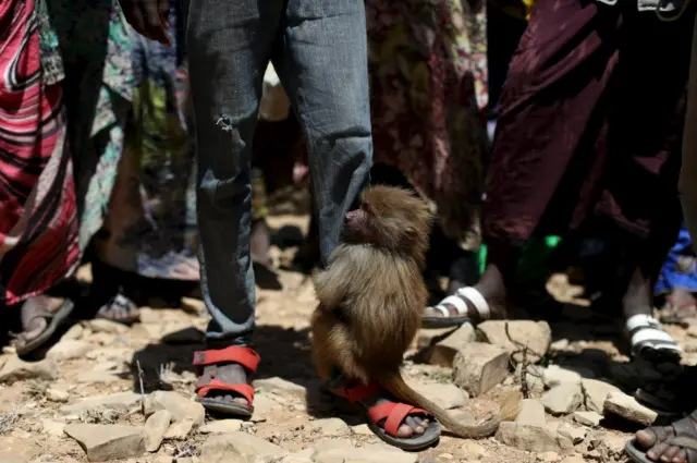 A small ape clinging to someone's leg in Somaliland