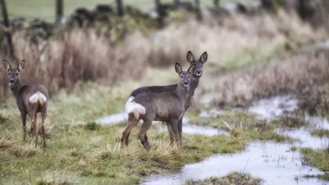 Deer in the Peak District