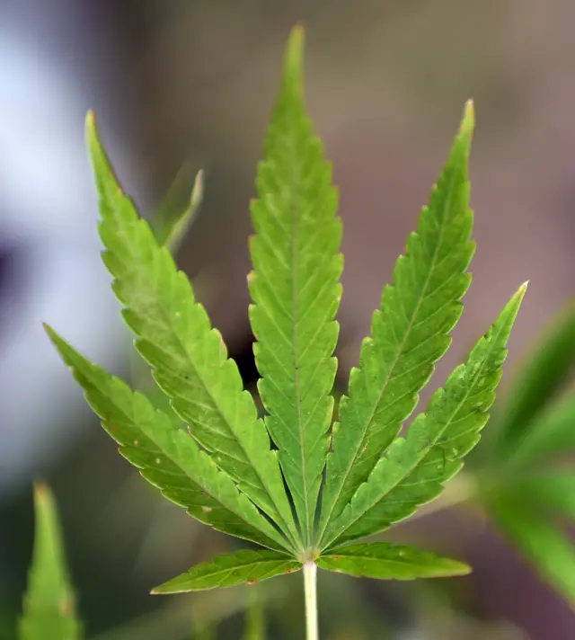 A cannabis leaf