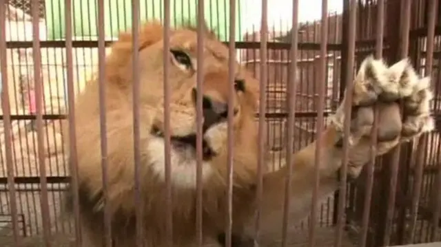 Lion in a cage