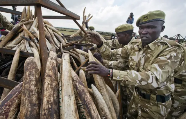 Pile of ivory tusks