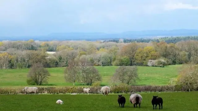 Sheep in field