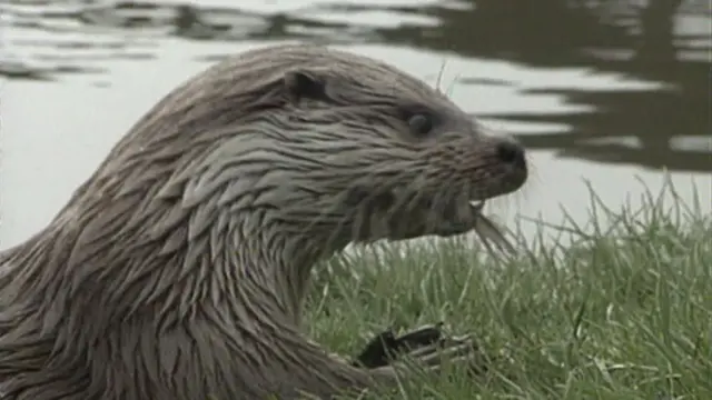 An otter by water, eating a fish