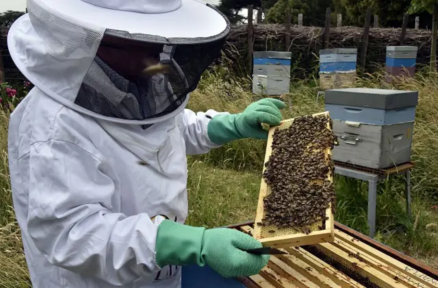 beekeeping