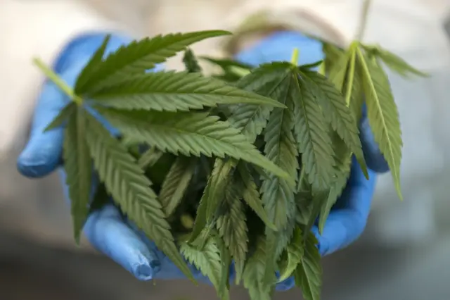 Cannabis