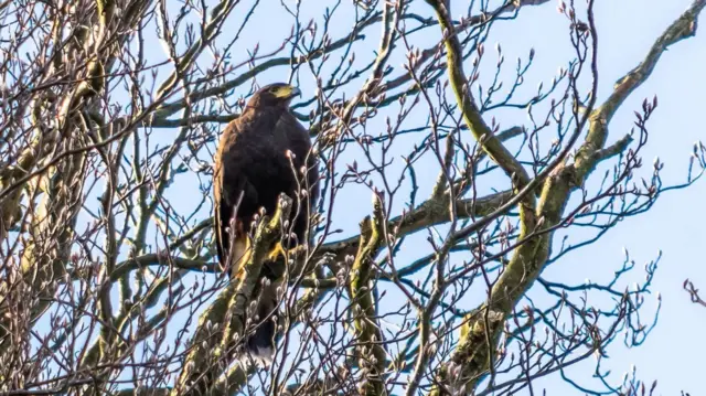 Harris Hawk