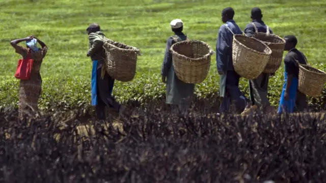 Teak workers in Kenya