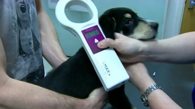 Dog with microchip detector