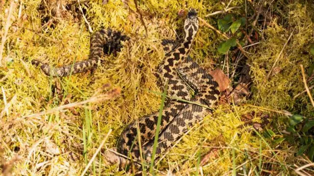 Adder in grass