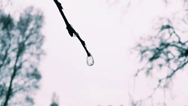 Drop of rain on a branch on Cannock Chase