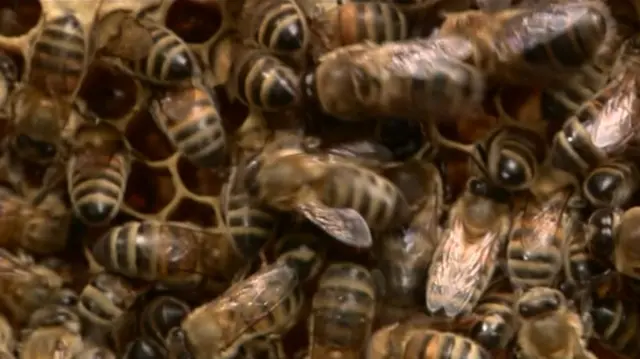 Bees in a hive