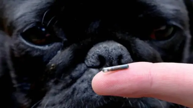 Dog microchip