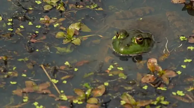 Generic photo of a frog